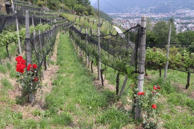 Les vignes de l'Azienda Mondo