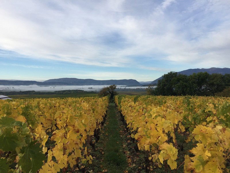 Les vignes du Domaine des Charmes