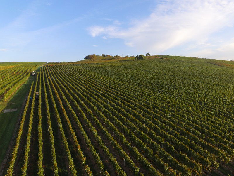 Les vignes du Domaine des Curiades