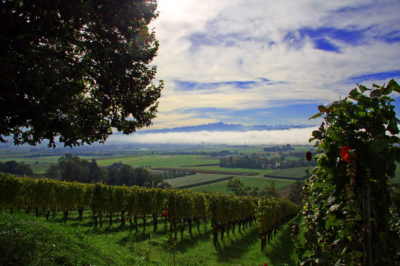 Les vignes de Martin Wolfer