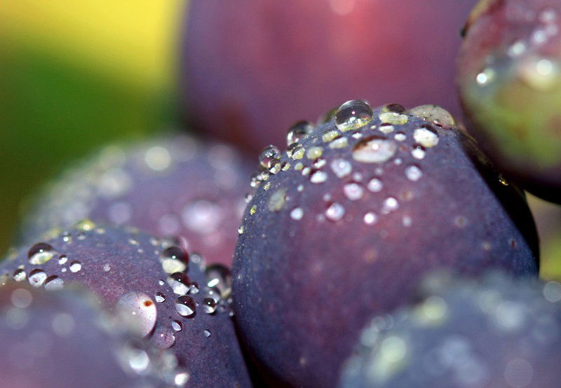 Raisin tout en fraîcheur