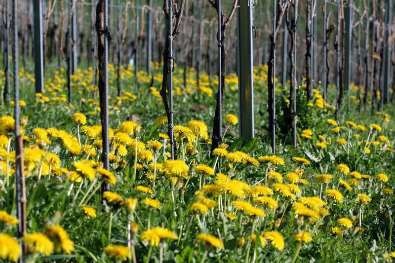 Vignes fleuries de Martin Wolfer