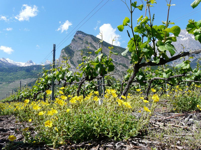 Les vignes valaisannes de la Cave le Bosset