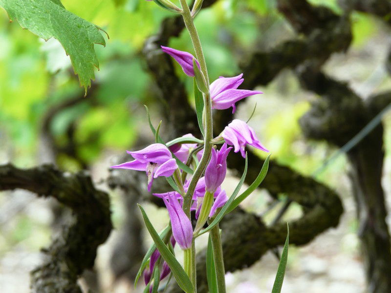 L'orchidée sauvage emblème de la Cave le Bosset