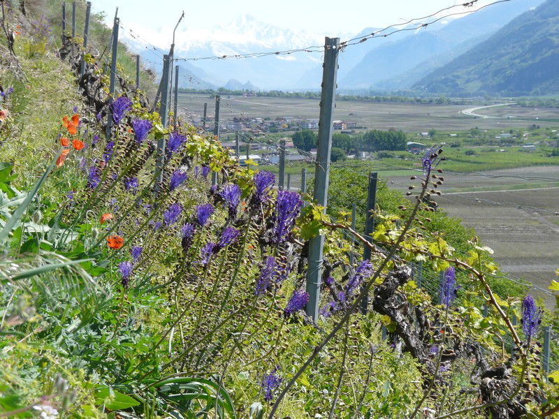 Les vignes de la cave le bosset sur la rive droite du Rhône en Valais