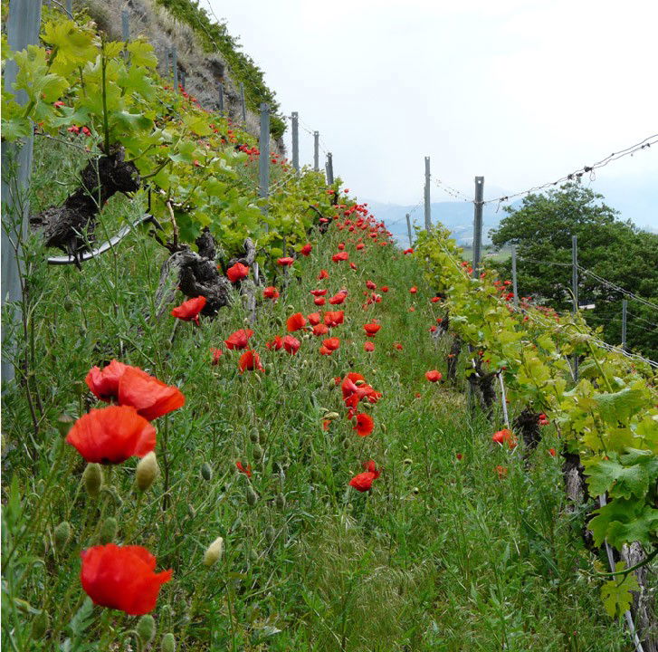 Les vignes fleuries de la Cave le Bosset