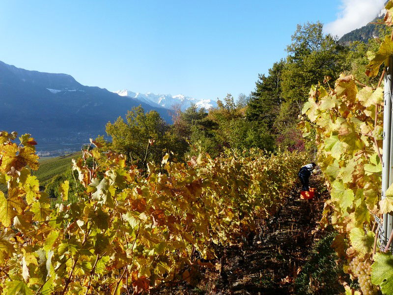 Les vignes de la cave le Bosset en vendanges