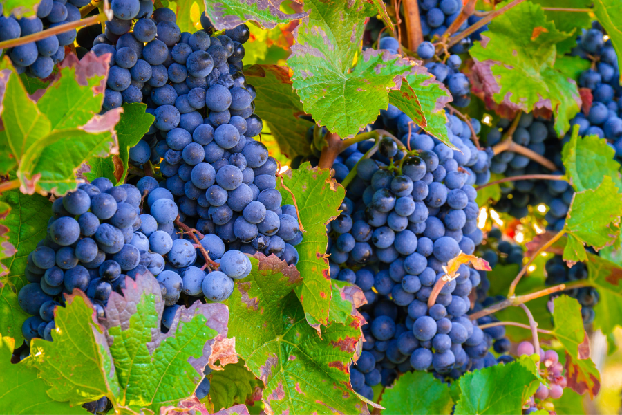 grappes de raisins rouge sur vigne