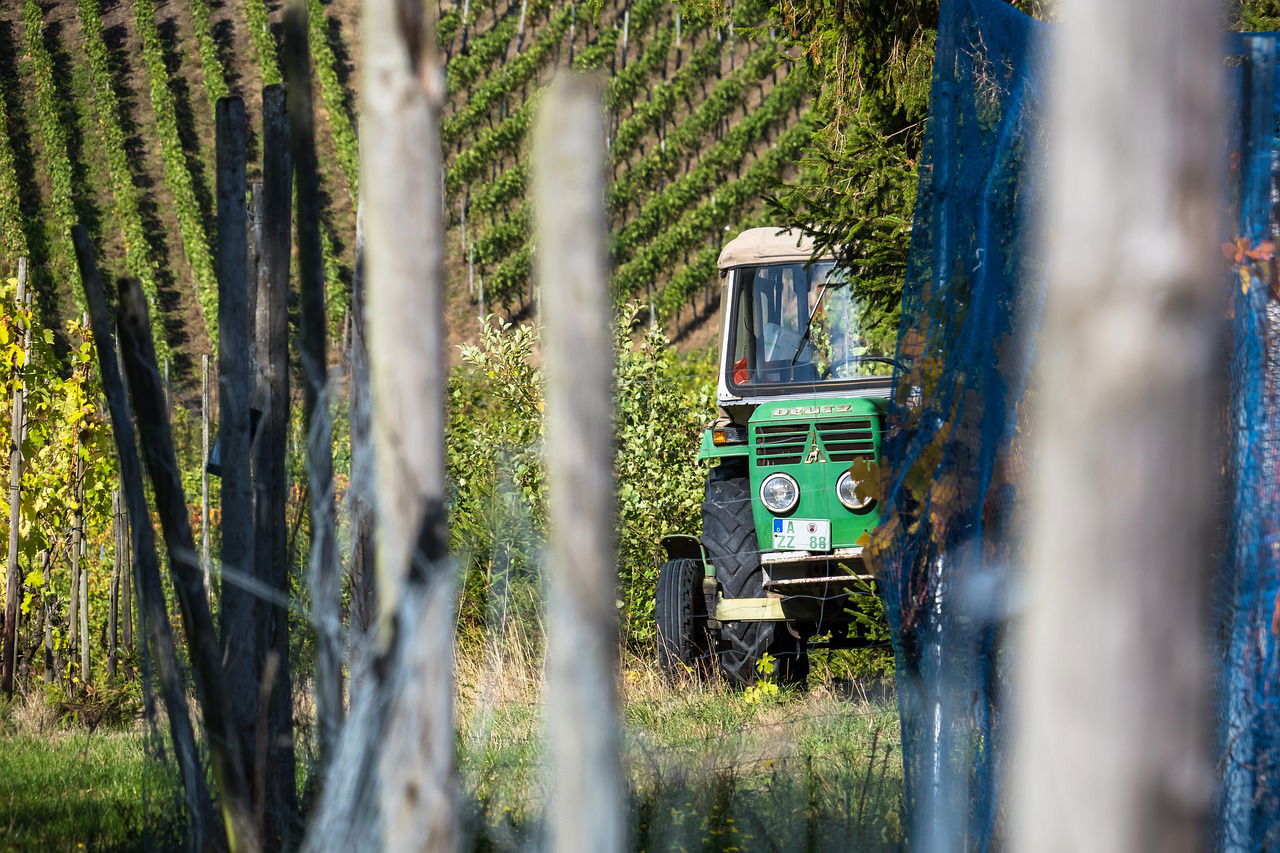 vendange tracteur vigne