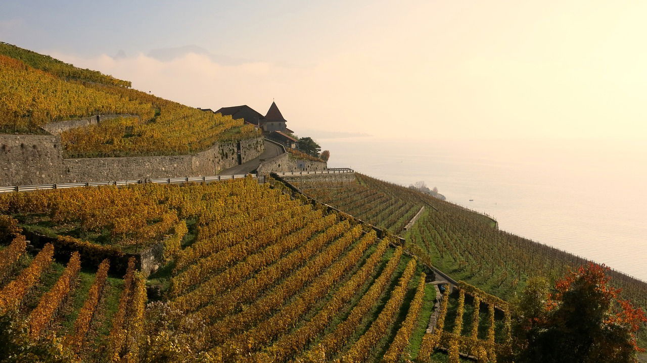 Vignes en Lavaux