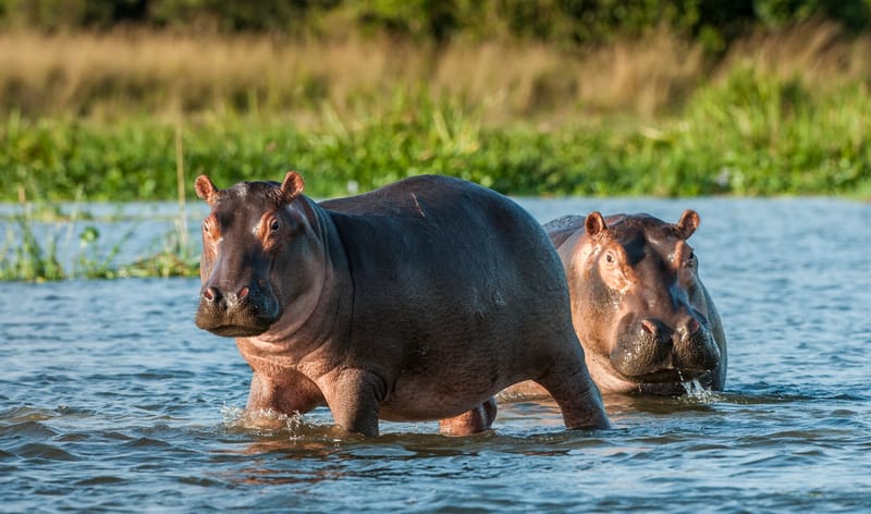 VISIT UGANDA: Authentic Adventures in the Pearl of Africa