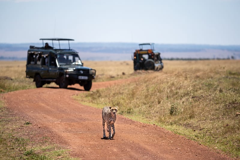 Kenya Adventures & Safaris
