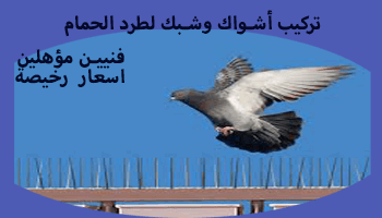 شركة مكافحة الحمام بمكة