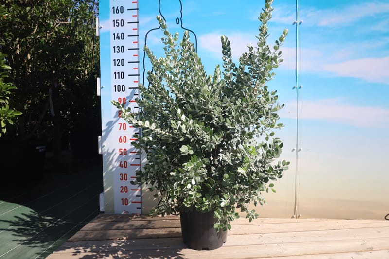 Metrosidero excelsea