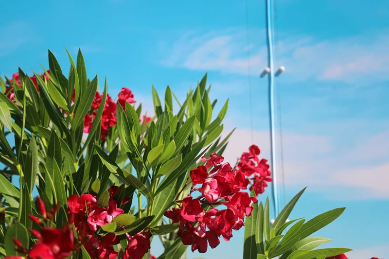 Nerium oleander