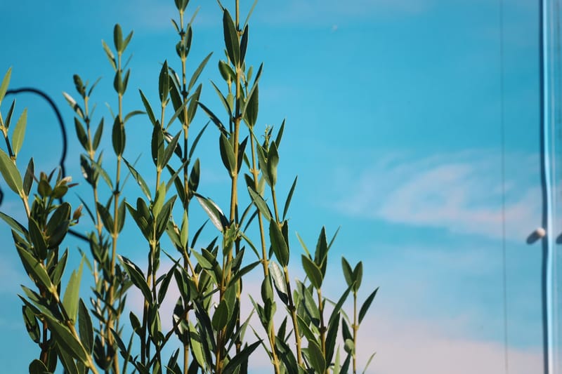 Phillyrea angustifolia