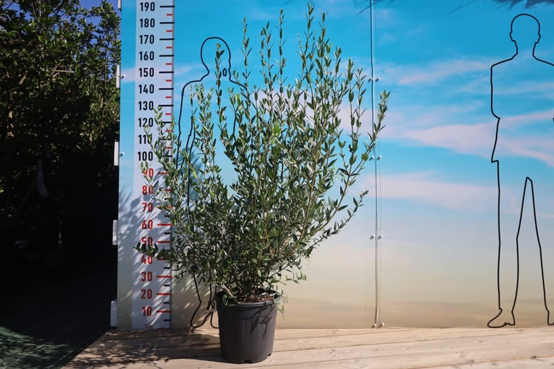 Phillyrea angustifolia