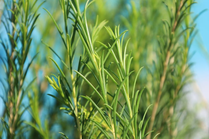 Melaleuca armillaris