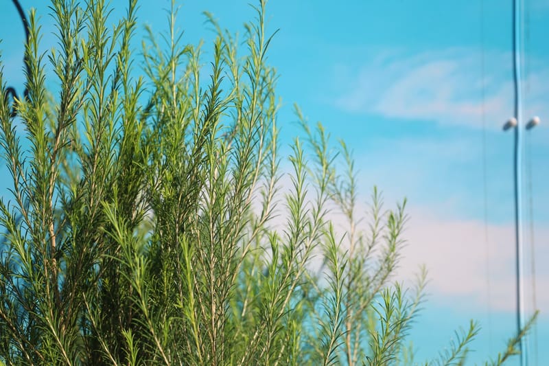 Melaleuca armillaris