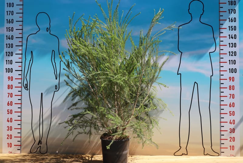 Melaleuca armillaris