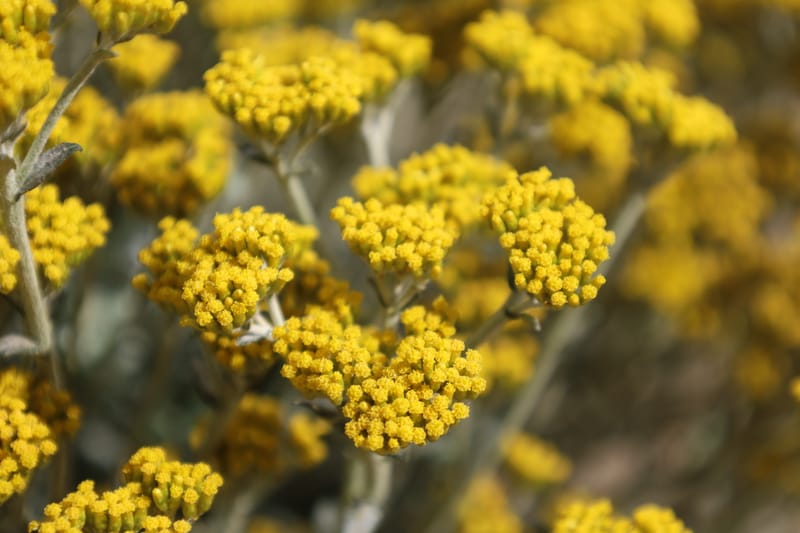 Helichrysum cymosum