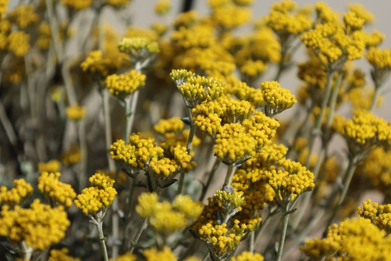 Helichrysum cymosum