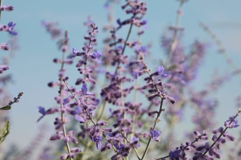 Perovskia lacey blue