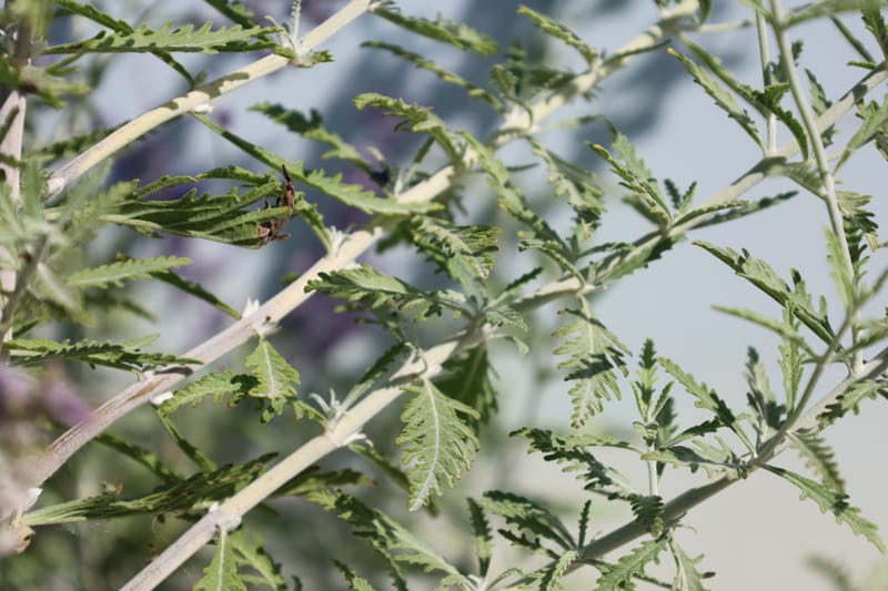 Perovskia lacey blue