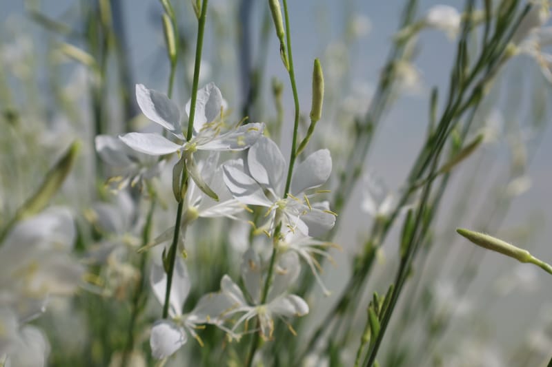 Gaura lindheimeri ‘Graceful White’