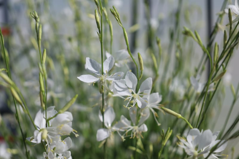 Gaura lindheimeri ‘Graceful White’