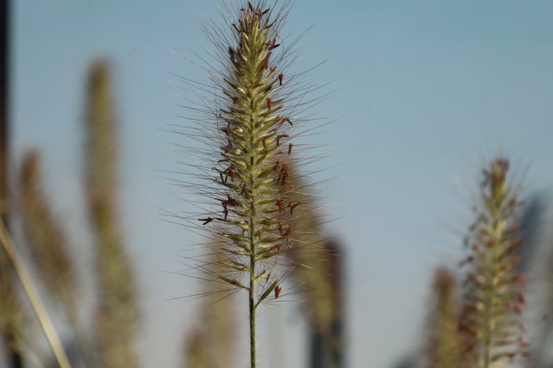 Pennisetum alopecuroides hameln