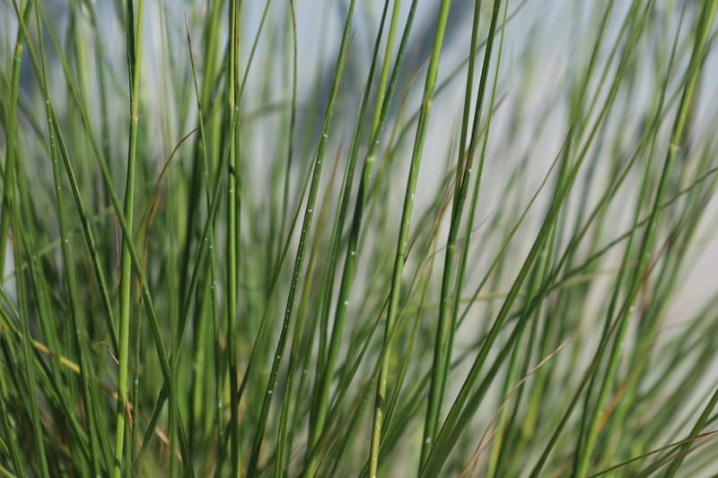 Pennisetum alopecuroides hameln