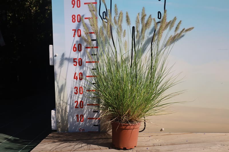 Pennisetum alopecuroides hameln