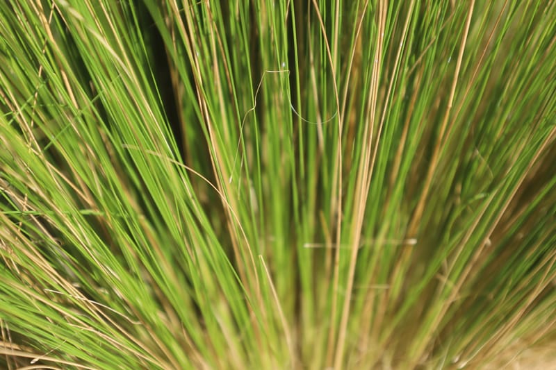 Stipa tenuissima
