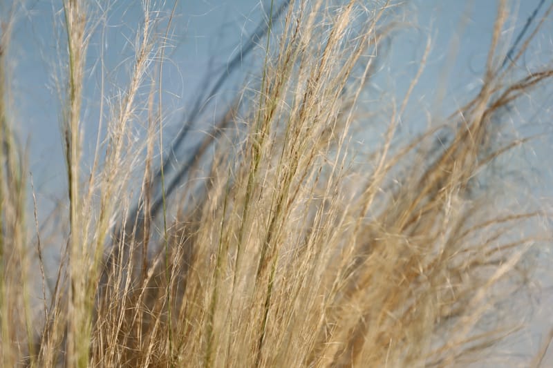 Stipa tenuissima