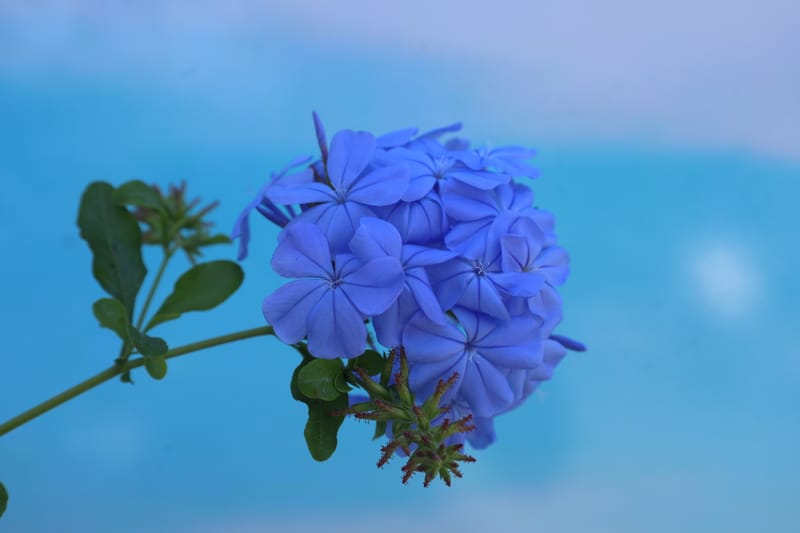 Plumbago capensis