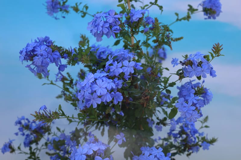 Plumbago capensis