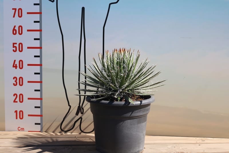 Agave schidigera