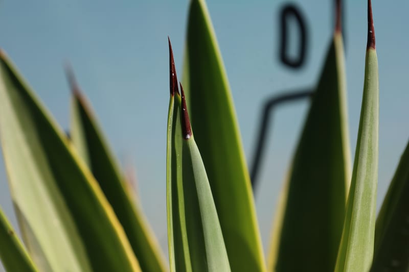 Agave desmettiana variegata