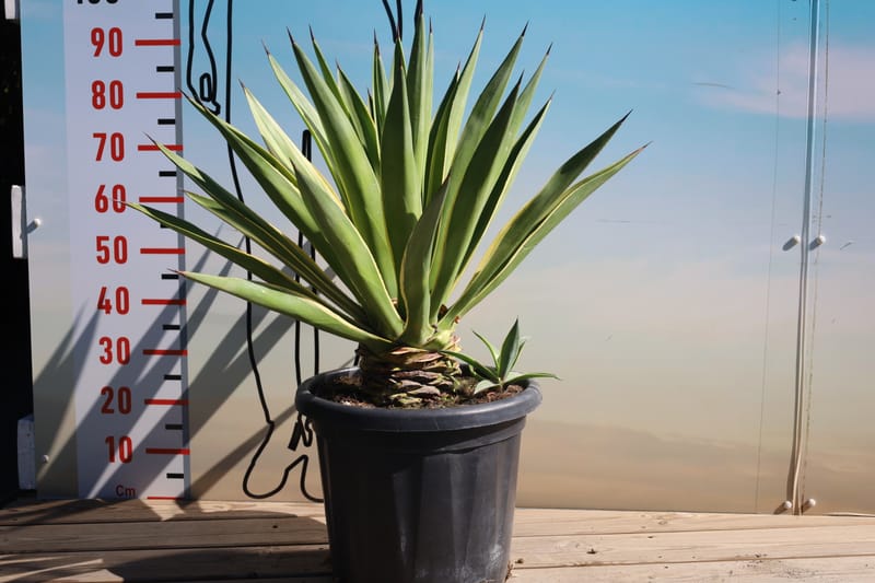 Agave desmettiana variegata