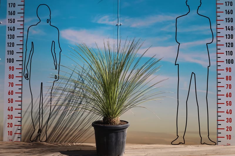 Dasylirion longissimum