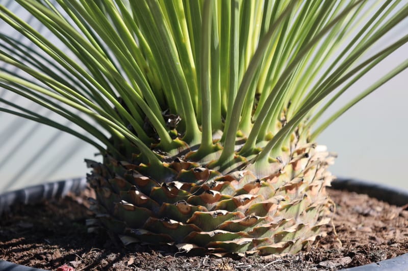 Dasylirion longissimum