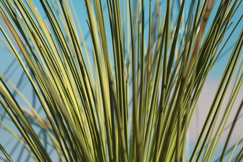 Dasylirion longissimum