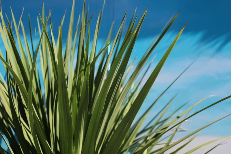 Dracaena cordyline australis