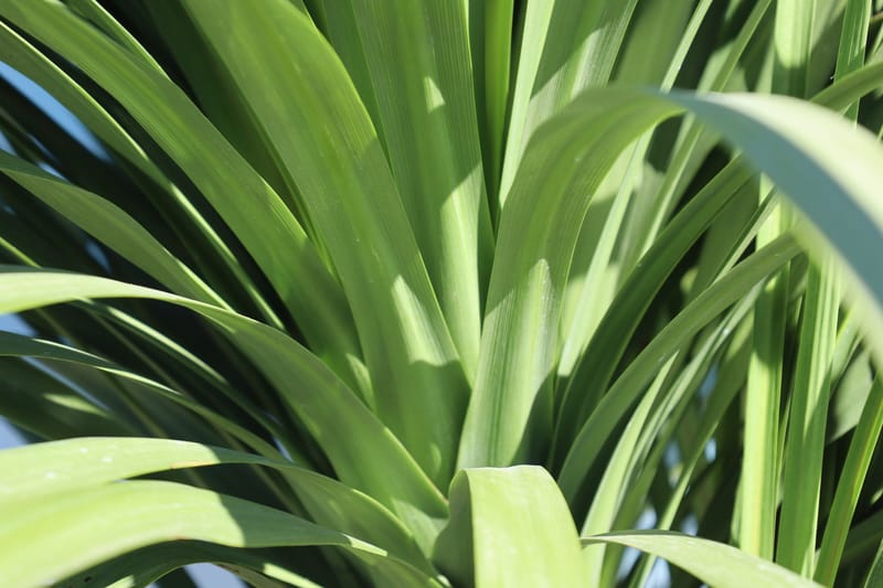 Dracaena cordyline australis