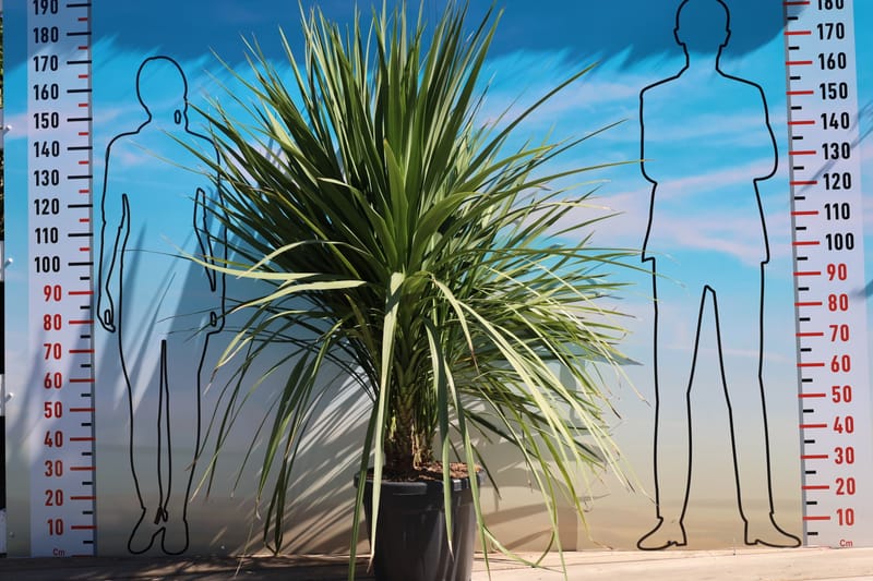 Dracaena cordyline australis