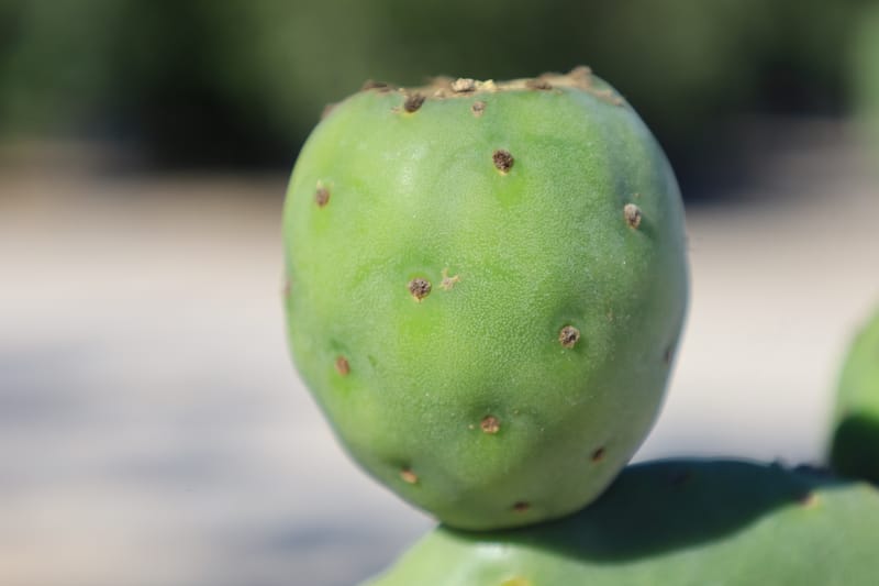 Opuntia titania