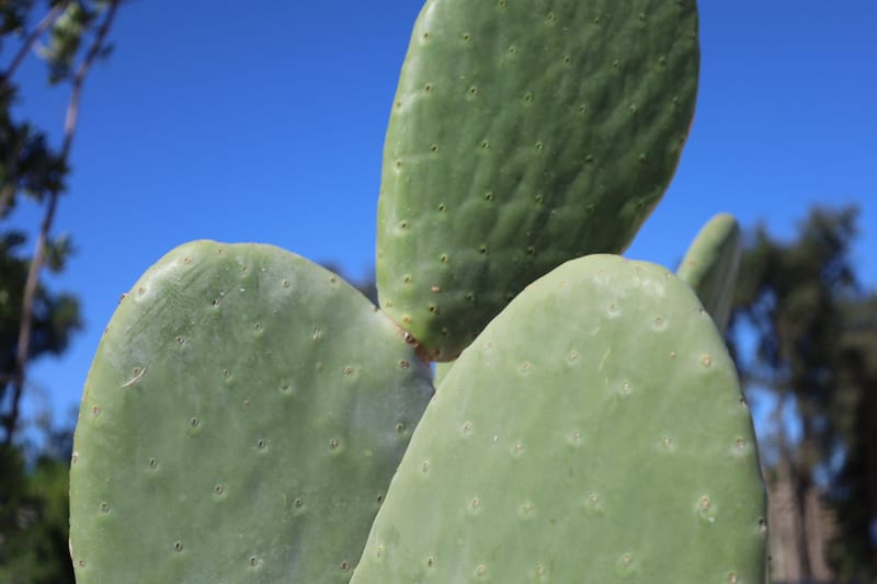 Opuntia titania