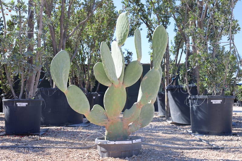 Opuntia titania
