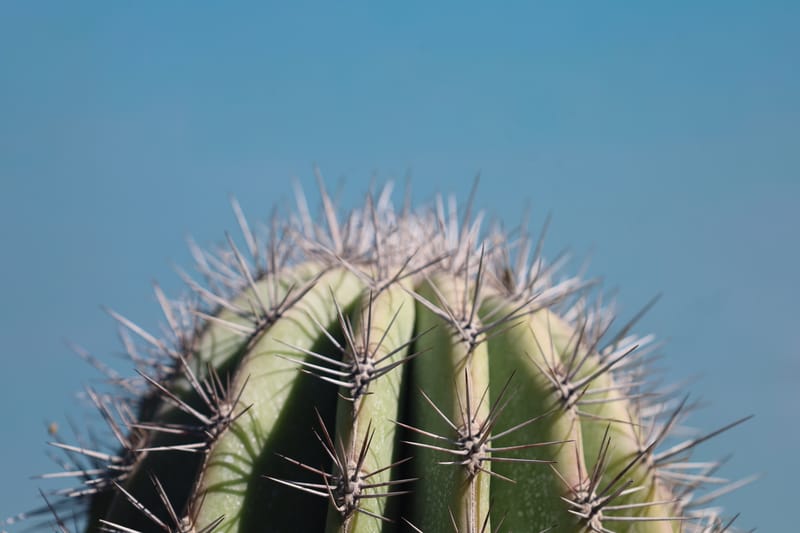 Pachycereus Pringlei